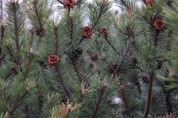 Ιστορικό Από Κλαδιά Χριστουγεννιάτικου Δέντρου Πράσινες Βελόνες Και Κώνους Υφαντική — Φωτογραφία Αρχείου