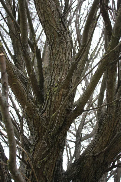 Background Branchy Tree Foliage Bark Texture Late Fall — Stock Photo, Image