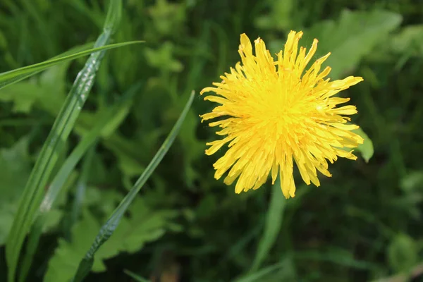 Heldere Zonnige Gele Paardebloem Groen Sappig Gras Achtergrond — Stockfoto