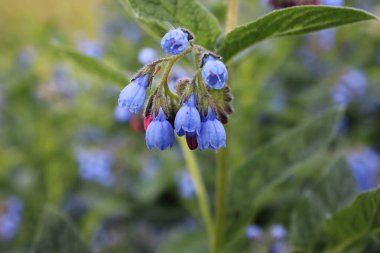 Yeşil çimenlerin arka planında mavi bir çiçek dalı. Arazi çiçekleri.