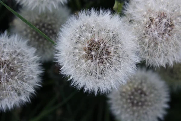 Lots Fluffy White Dandelions Dark Green Grass Background — Stock Photo, Image