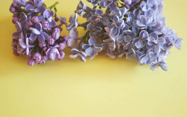 Sarı arka planda leylak dalları var. Çiçek dekorasyonu için çiçek çerçevesi.