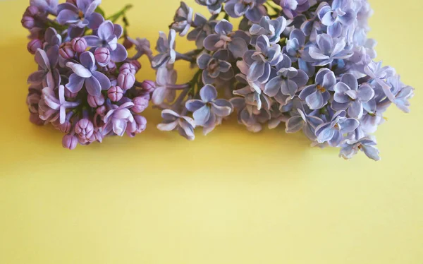 Ramos Lilás Estão Fundo Amarelo Moldura Floral Para Decoração Flores — Fotografia de Stock