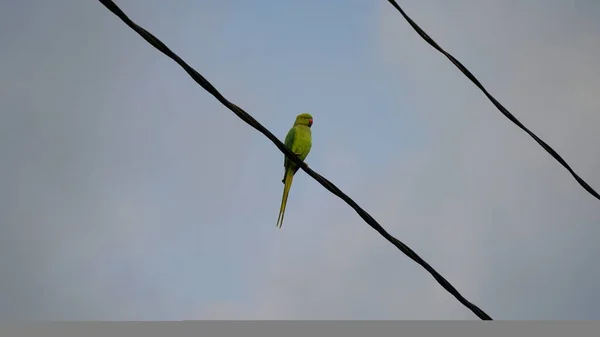 Feche Até Belo Papagaio Verde Psittaciformes Sentado Corda Ferro Com — Fotografia de Stock