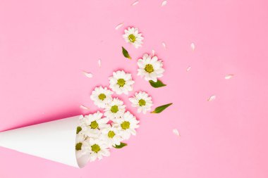 Pembe arka plandaki beyaz çiçekler minimalist bir sezonda parti konseptidir. Doğanın çiçek açması fikri. Çiçeklerin bileşimi