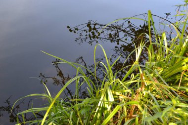Gölün kıyısındaki çimenler suya yansıyor.