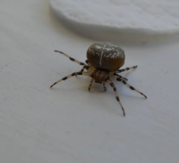 Büyük Uzun Bacaklı Bir Örümcek — Stok fotoğraf