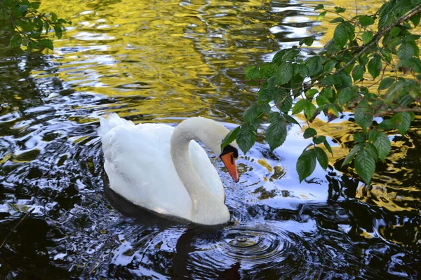 Schwan Versteckt Seinen Kopf Hinter Den Blättern — Stockfoto