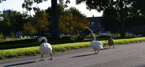 Três Cisnes Caminhando Estrada — Fotografia de Stock