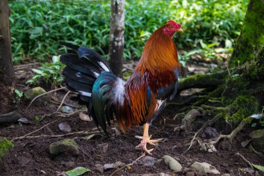 Güzel renkleri ve gösterişli tüyleri olan dövüşçü horoz. Bunlar saygı ve cesaret isteyen fantastik kuşlar.