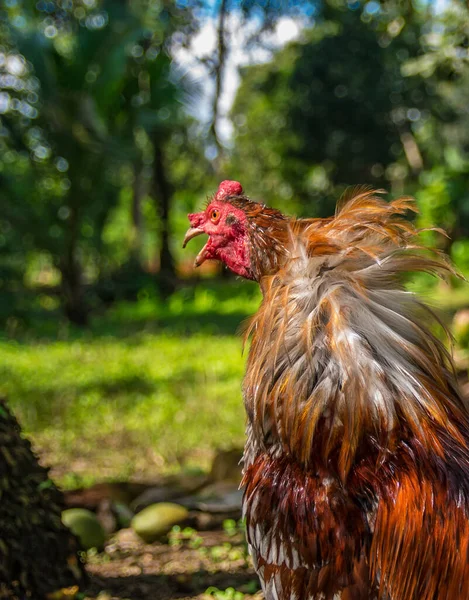 Fighting Rooster Beautiful Colors Showy Feathers Fantastic Birds Command Respect — Stock Photo, Image