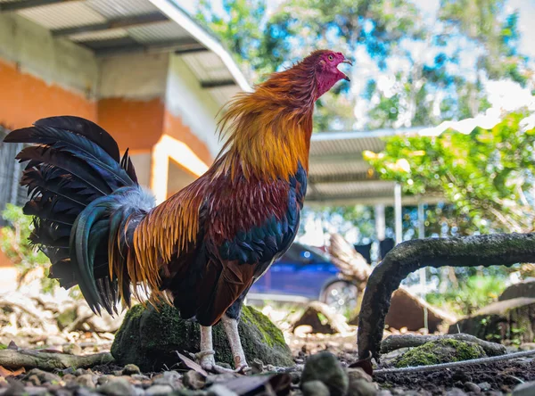 Gamecock Crowing Farm Has Showy Feathers Magnificent Colors — Stock Photo, Image