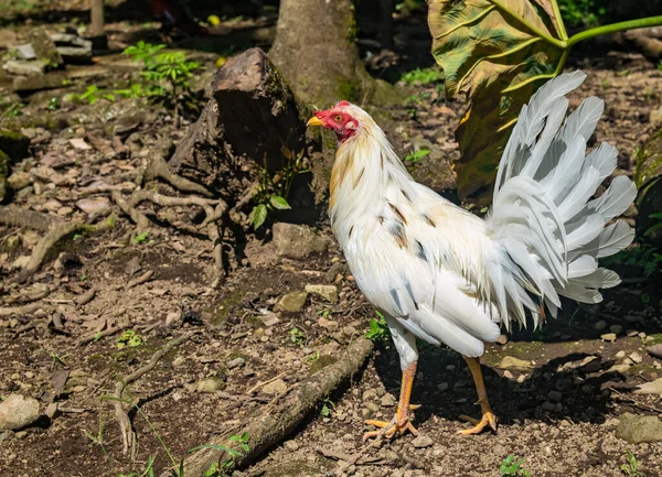 Melawan Ayam Jantan Dengan Warna Yang Indah Dan Bulu Yang — Stok Foto
