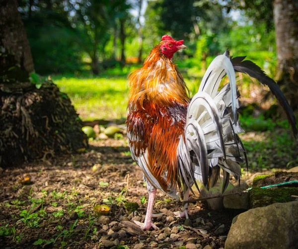 Fighting Rooster Beautiful Colors Showy Feathers Fantastic Birds Command Respect — Stock Photo, Image