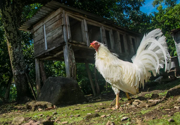 Fighting Rooster Beautiful Colors Showy Feathers Fantastic Birds Command Respect — Stock Photo, Image