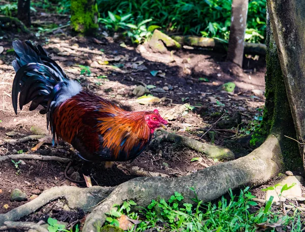 Fighting Rooster Beautiful Colors Showy Feathers Fantastic Birds Command Respect — Stock Photo, Image