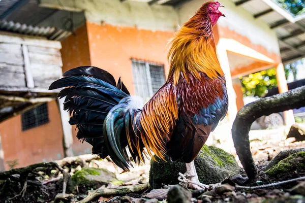 Gamecock Crowing Farm Has Showy Feathers Magnificent Colors — Stock Photo, Image