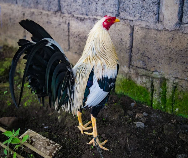 Luta Contra Galo Com Cores Bonitas Penas Vistosas São Aves — Fotografia de Stock