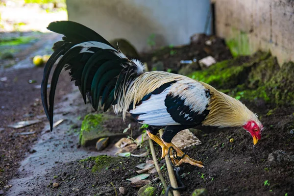 用美丽的色彩和华丽的羽毛与公鸡战斗 这些奇妙的鸟儿需要尊重和勇气 — 图库照片