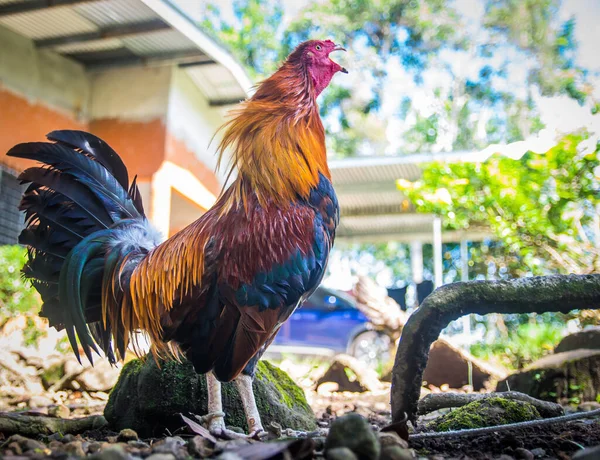 Wildvieh Kräht Auf Dem Bauernhof Hat Auffällige Federn Und Prächtige — Stockfoto