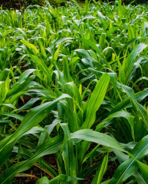 Panama 'da açık mısır tarlası