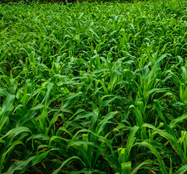 Kültéri Kukoricaültetvény Panamában — Stock Fotó