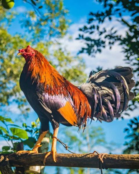 Beautiful Gamecock Colorful Plumage Sunny Morning Countryside Panama — Stock Photo, Image