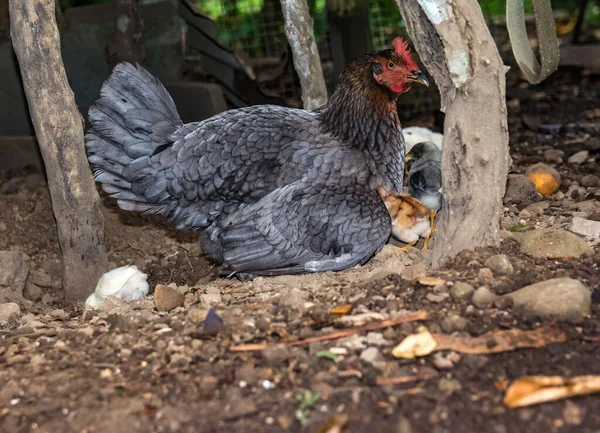 Mother hen with several chicks on a farm in Panama