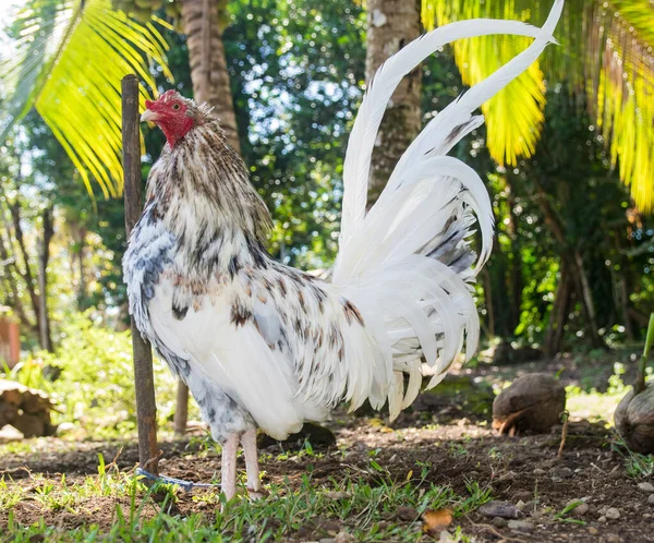 Well Trained Panama Fighting Cock Colorful Plumage Stock Picture