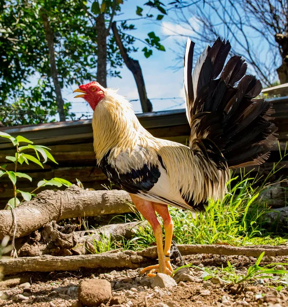 Well Trained Panama Fighting Cock Colorful Plumage Stock Photo