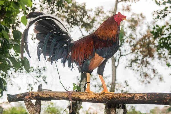 Well Trained Panama Fighting Cock Colorful Plumage Royalty Free Stock Images