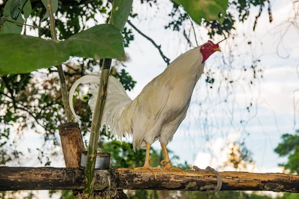 Bem Treinado Panamá Luta Galo Com Colorido Plumagem Imagem De Stock