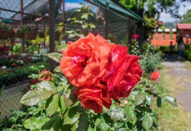 Tropikal iklimi olan bir bahçede açan güzel bir gül.