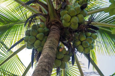 Yeşil hindistan cevizi ağacı. Bir sürü hindistan cevizi. Tropik yiyecek ve içecek konsepti