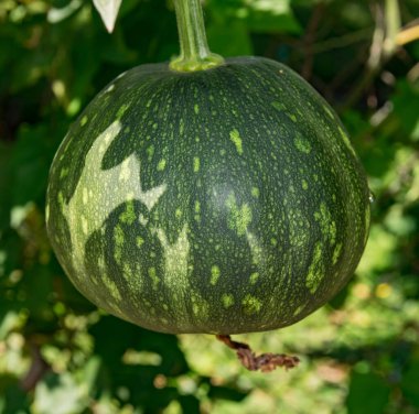 Orta Amerika 'da çok tüketilen tropikal meyvelerin adı: