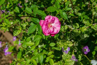 Tropikal iklimi olan bir bahçede açan güzel bir gül.