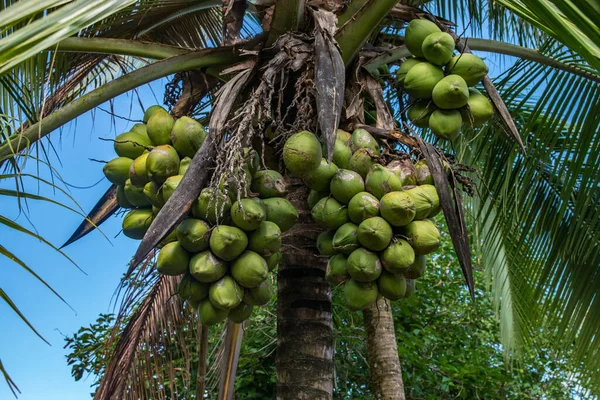 Green coconut tree. Bunches of coconuts. Tropical food and drinks concept