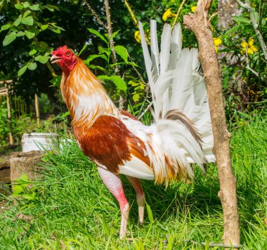 Panama 'da eğitilmiş boksör horoz ve renkli tüyleri var.