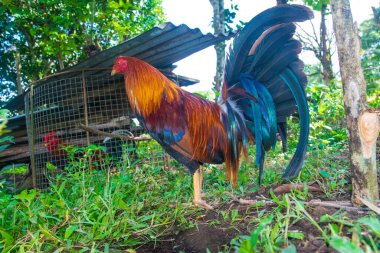 Panama 'da eğitilmiş boksör horoz ve renkli tüyleri var.