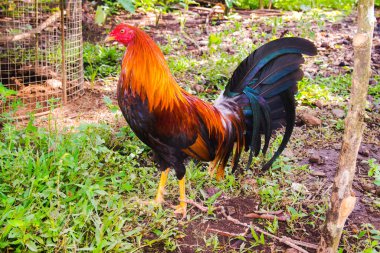 Panama 'da eğitilmiş boksör horoz ve renkli tüyleri var.