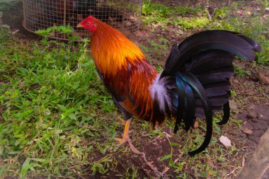 Panama 'da eğitilmiş boksör horoz ve renkli tüyleri var.