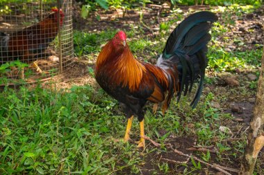 Fighting rooster trained in Panama and with colorful feathers clipart