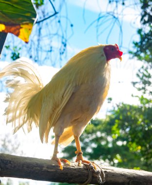 Panama 'da eğitilmiş boksör horoz ve renkli tüyleri var.