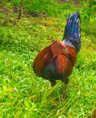 Panama 'da eğitilmiş boksör horoz ve renkli tüyleri var.