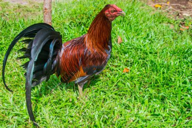 Panama 'da eğitilmiş boksör horoz ve renkli tüyleri var.