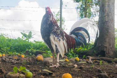 Panama 'da eğitilmiş boksör horoz ve renkli tüyleri var.
