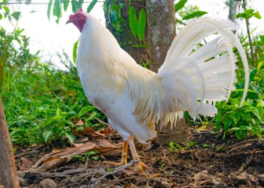 Panama 'da eğitilmiş boksör horoz ve renkli tüyleri var.