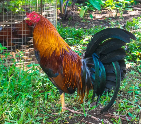 Vechten Haan Getraind Panama Met Kleurrijke Veren — Stockfoto