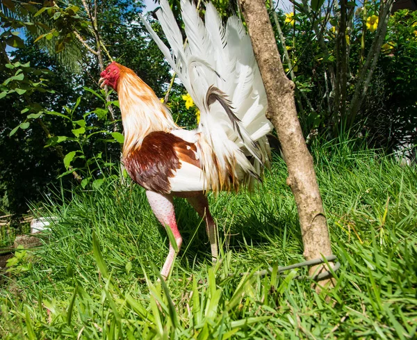 Fighting Tupp Utbildad Panama Och Med Färgglada Fjädrar — Stockfoto