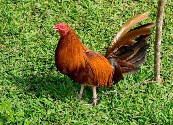 Galo Combate Treinado Panamá Com Penas Coloridas — Fotografia de Stock